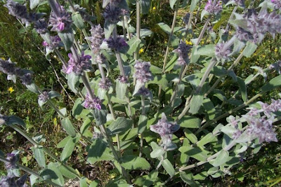 Stachys germanica L.