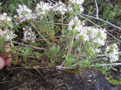 Apulian Thyme, Thymus spinulosus Apulian Thyme, Thymus spinulosus