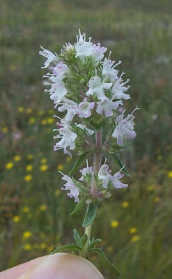 Thymus spinulosus Ten.