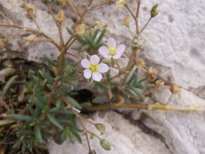 Salt sandspurry