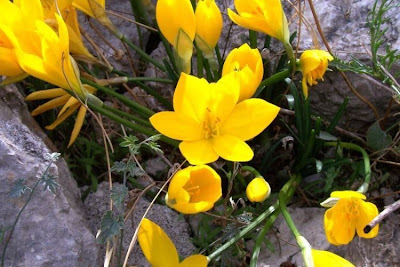 Sternbergia lutea (L.) Ker-Gawl.