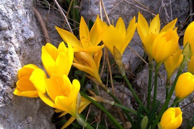 Sternbergia lutea (L.) Ker-Gawl.
