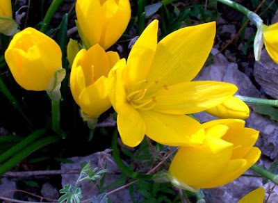 Sternbergia lutea (L.) Ker-Gawl.
