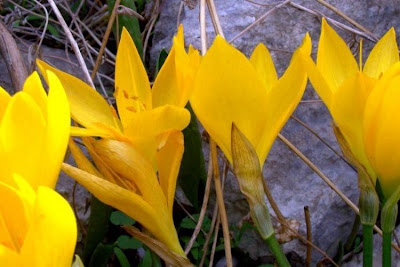 Sternbergia lutea (L.) Ker-Gawl.