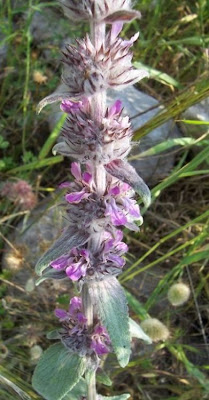 Downy Woundwort Downy Woundwort