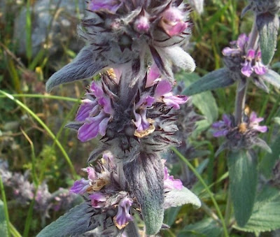 Downy Woundwort Downy Woundwort