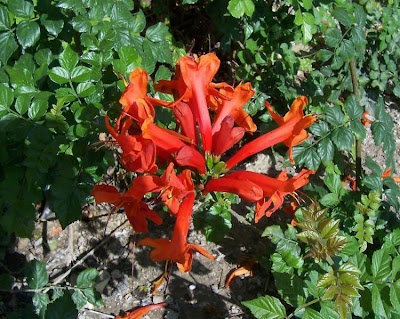 Cape-honeysuckle Cape-honeysuckle