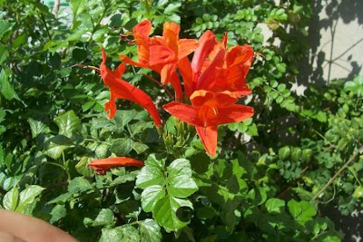 Cape-honeysuckle Cape-honeysuckle