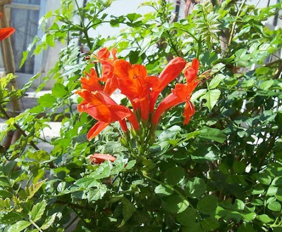 Cape-honeysuckle Cape-honeysuckle