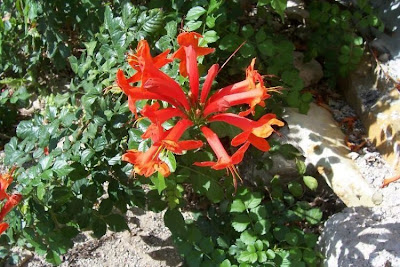 Cape-honeysuckle Cape-honeysuckle