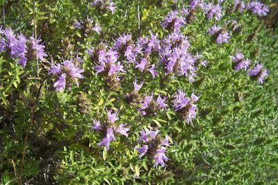 Thymus capitatus (L.) Hofmgg. et Lk.