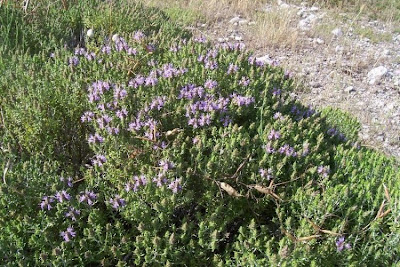 Thymus capitatus (L.) Hofmgg. et Lk.