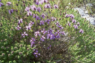 Thymus capitatus (L.) Hofmgg. et Lk.