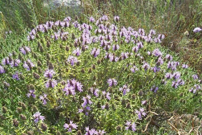 Thymus capitatus (L.) Hofmgg. et Lk.