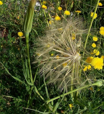 Baramonjin Baramonjin