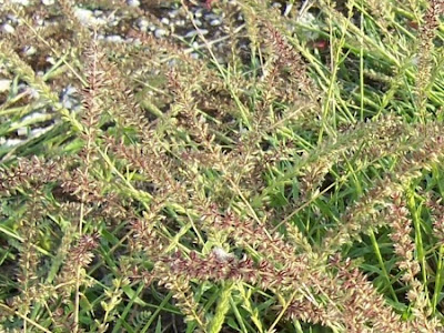 Stalked bur grass