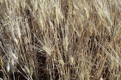 Durum wheat