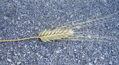 Durum wheat
