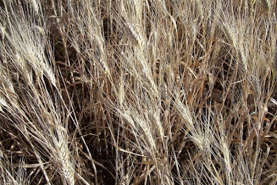 Durum wheat