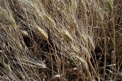 Durum wheat
