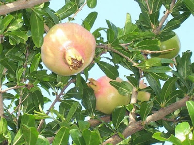 Mangrano
