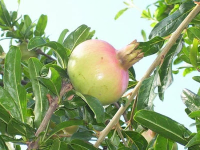 Mangrano