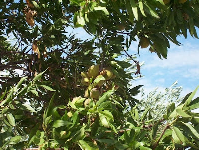 Almond Almond