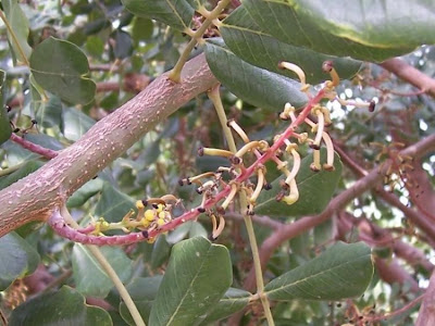 Locust Pods Locust Pods