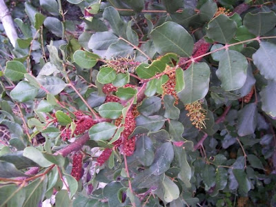 Locust Pods Locust Pods