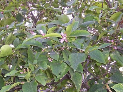 Limón Limón