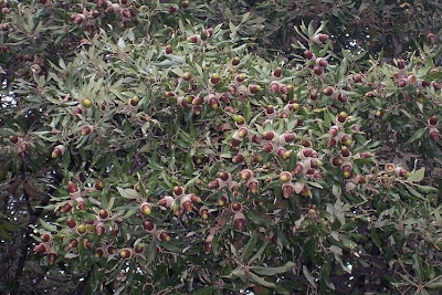 Quercus ilex,
ch&ecirc;ne vert,
Elce,
encina,
evergreen oak,
holly oak,
holm oak,
Ilici,
Leccio