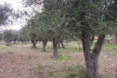 African olive African olive