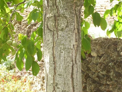 Juglans regia,
Carpathian walnut,
echte Walnu&szlig;,
English walnut,
hu tao,
Madeira walnut,
Noce comune,
nogal com&uacute;n,
nogal europeo,
nogal ingl&eacute;s,
nogueira-comum,
nogueira-europ&eacute;ia,
noyer commun,
Persian walnut,
Walnut