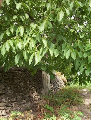 Madeira walnut