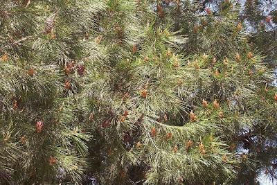 Aleppo Pine, Pinus halepensis Aleppo Pine, Pinus halepensis