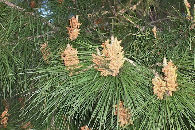 Aleppo Pine, Pinus halepensis Aleppo Pine, Pinus halepensis