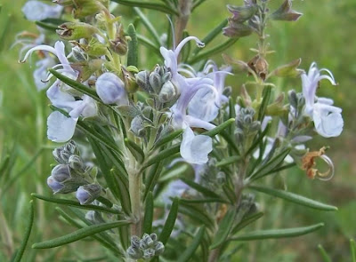 Rosmarinus officinalis L.