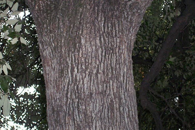 Quercus ilex,
ch&ecirc;ne vert,
Elce,
encina,
evergreen oak,
holly oak,
holm oak,
Ilici,
Leccio