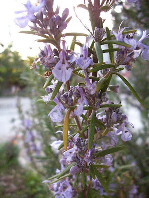 Rosmarinus officinalis L.
