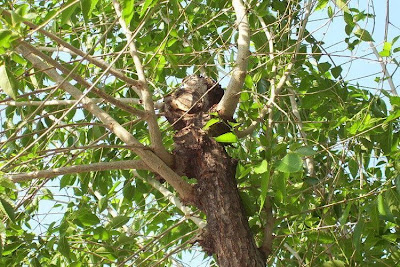 Ulmus minor,
,
European field elm,
Feldulme,
Olmo canescente,
Olmo comune,
orme champ&ecirc;tre,
ormeau,
Smooth Leaved Elm,
smoothleaf elm
