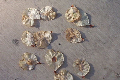 Ulmus minor,
,
European field elm,
Feldulme,
Olmo canescente,
Olmo comune,
orme champ&ecirc;tre,
ormeau,
Smooth Leaved Elm,
smoothleaf elm