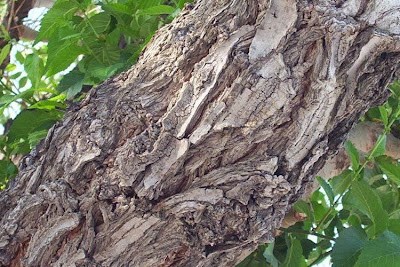 Ulmus minor,
,
European field elm,
Feldulme,
Olmo canescente,
Olmo comune,
orme champ&ecirc;tre,
ormeau,
Smooth Leaved Elm,
smoothleaf elm