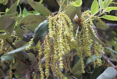Quercus ilex,
ch&ecirc;ne vert,
Elce,
encina,
evergreen oak,
holly oak,
holm oak,
Ilici,
Leccio