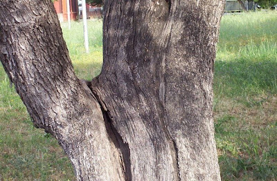 African olive African olive