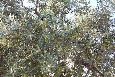 African olive African olive