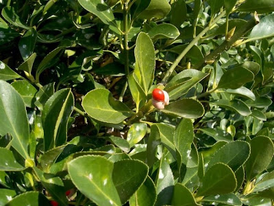 Japanese spindletree