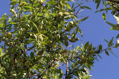 Almond Almond