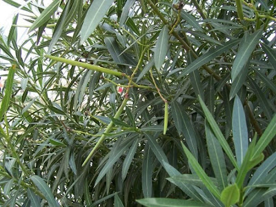 Rosebay