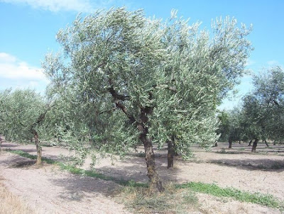African olive African olive