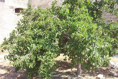 Common Mulberry Common Mulberry